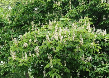 Βάμμα αγριοκαστανιάς (Aesculus ippocastanum) (ιπποκαστανιά) 50 ml