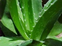 Βάμμα αλόης (aloe vera) 50 ml