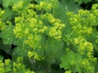Βάμμα αλχιμήλλης (alchemilla vulgaris) 50 ml