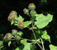 Βάμμα άρκτιου (Arctium lappa) (κολλιτσίδα) 50 ml