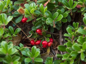 Βάμμα αρκτοστάφυλου (Uva ursi) 50 ml