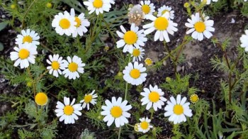 Βάμμα χαμομηλιού (Matricaria chamomilla) 50 ml Βάμμα χαμομηλιού (Matricaria chamomilla) 50 ml