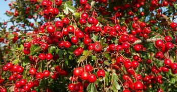 Βάμμα κράταιγου (Crataegus oxyacantha) 50 ml