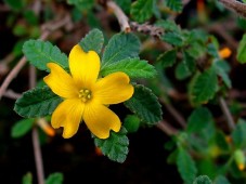 Βάμμα νταμιάνας (Turnera afrodisiaca) 50 ml