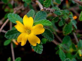 Βάμμα νταμιάνας (Turnera afrodisiaca) 50 ml