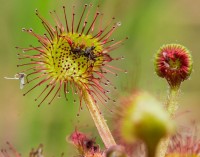 Βάμμα δροσέρας (Drosera rotundifolia) 50 ml