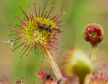 Βάμμα δροσέρας (Drosera rotundifolia) 50 ml
