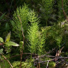 Βάμμα εκουιζέτο ή πολυκόμπι (Equisetum arvense) 50 ml