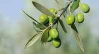 Βάμμα ελιάς (Olea europea) 50 ml