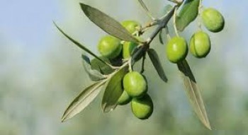 Βάμμα ελιάς (Olea europea) 50 ml