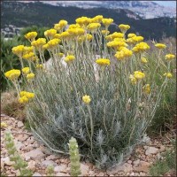Βάμμα ελίχρυσου ιταλικού (helichrysum italicum) 50 ml