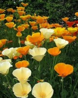 Βάμμα εσχόλτσιας (Escholzia californica) 50 ml