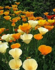 Βάμμα εσχόλτσιας (Escholzia californica) 50 ml