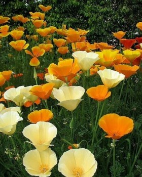 Βάμμα εσχόλτσιας (Escholzia californica) 50 ml