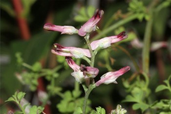 Βάμμα φουμάριας (Fumaria officinalis) 50 ml Βάμμα φουμάριας (Fumaria officinalis) 50 ml