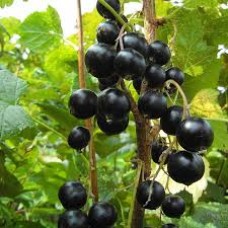 Βάμμα φραγκοστάφυλου (Ribes nigrum) 50 ml Βάμμα φραγκοστάφυλου (Ribes nigrum) 50 ml