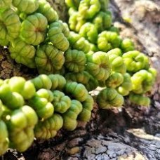 Βάμμα φυτολάκκας (Phytolacca decandra) 50 ml Βάμμα φυτολάκκας (Phytolacca decandra) 50 ml