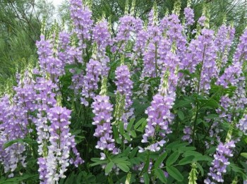 Βάμμα γκαλέγκα (Galega officinalis) 50 ml