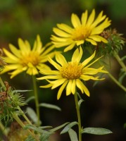 Βάμμα γριντέλιας (Grindelia robusta) 50 ml Βάμμα γριντέλιας (Grindelia robusta) 50 ml