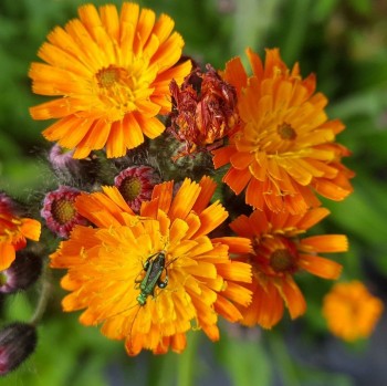 Βάμμα ιεράκειου (Hieracium pilosella)  50 ml