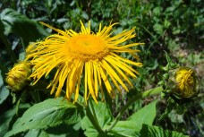 Βάμμα ινούλας (Inula helenium) 50 ml Βάμμα ινούλας (Inula helenium) 50 ml