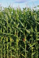 Βάμμα καλαμποκιού (Zea mays) 50 ml