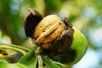 Βάμμα καρυδιάς (Juglans regia) 50 ml