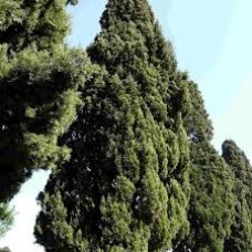 Βάμμα κυπαρίσσι (Cupressus sempervirens) 50 ml Βάμμα κυπαρίσσι (Cupressus sempervirens) 50 ml
