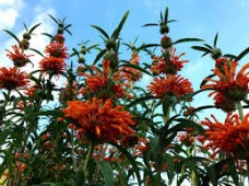 Βάμμα λεόνουρος (Leonorus cardiaca) 50 ml Βάμμα λεόνουρος (Leonorus cardiaca) 50 ml