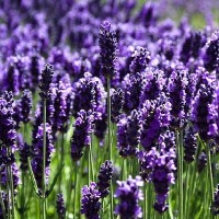 Βάμμα λεβάντας (Lavandula officinalis) 50 ml