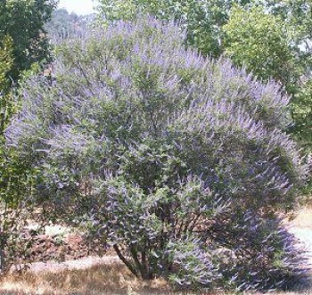 Βάμμα λυγαριάς (Vitex agnus caseus) 50 ml