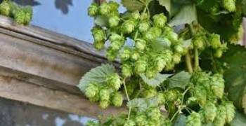 Βάμμα λυκίσκου (Humulus lupulus) 50 ml