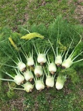 Βάμμα μάραθου (άγριο φινόκιο) (Foeniculum vulgare) 50 ml Βάμμα μάραθου (άγριο φινόκιο) (Foeniculum vulgare) 50 ml