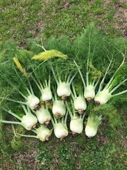 Βάμμα μάραθου (άγριο φινόκιο) (Foeniculum vulgare) 50 ml