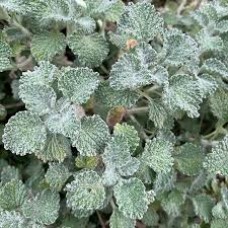 Βάμμα μαρούβιου (Marrubium vulgare) 50 ml Βάμμα μαρούβιου (Marrubium vulgare) 50 ml