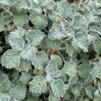 Βάμμα μαρούβιου (Marrubium vulgare) 50 ml