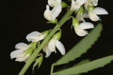 Βάμμα μελίλωτου (Melilotus officinalis) 50 ml