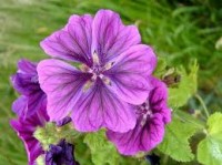 Βάμμα μολόχας (Malva sylvestris) 50 ml