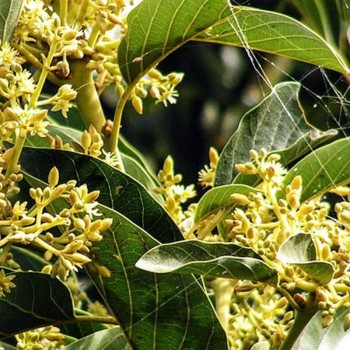 Βάμμα Muira puama (Ptychopetalum olacoides) 50 ml