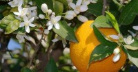 Βάμμα νερατζιάς (πικρό πορτοκάλι) (Citrus aurantium) 50 ml