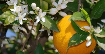 Βάμμα νερατζιάς (πικρό πορτοκάλι) (Citrus aurantium) 50 ml