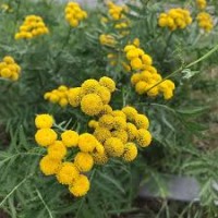 Βάμμα παρθένιου (Tanacetum parthenium) 50 ml