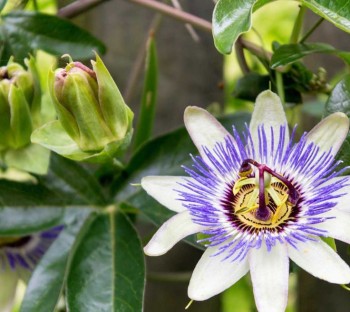 Βάμμα πασσιφλώρας (Passiflora incarnata) 50 ml