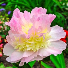 Βάμμα παιόνιας (Paeonia officinalis) 50 ml