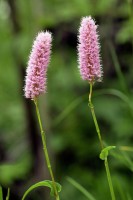 Βάμμα πολύγωνου (Polygonum bistorta) 50 ml