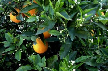 Βάμμα γλυκού πορτοκαλιού (Citrus sinensis) 50 ml Βάμμα γλυκού πορτοκαλιού (Citrus sinensis) 50 ml