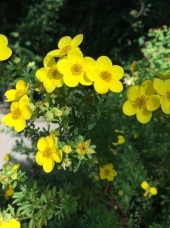 Βάμμα ποτεντίλλης (Potentilla tormentilla) 50 ml