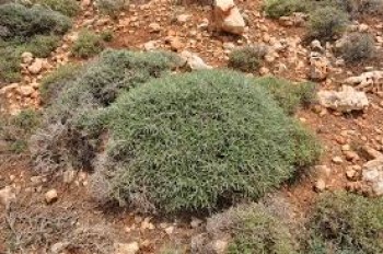 Βάμμα ποτέριο (Poterium spinosum) (Σαρκοποτήριον το ακανθώδες) 50 ml