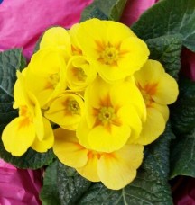 Βάμμα πρίμουλας (Primula officinalis) 50 ml