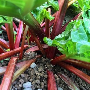 Βάμμα ραβέντι (Rheum palmatum officinalis) 50 ml